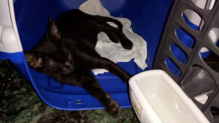Gato ra a SRD idade 2 a 6 meses nome Não sei
