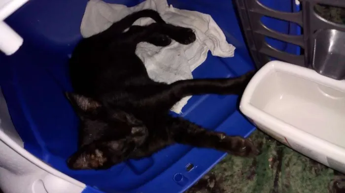 Gato ra a SRD idade 2 a 6 meses nome Não sei