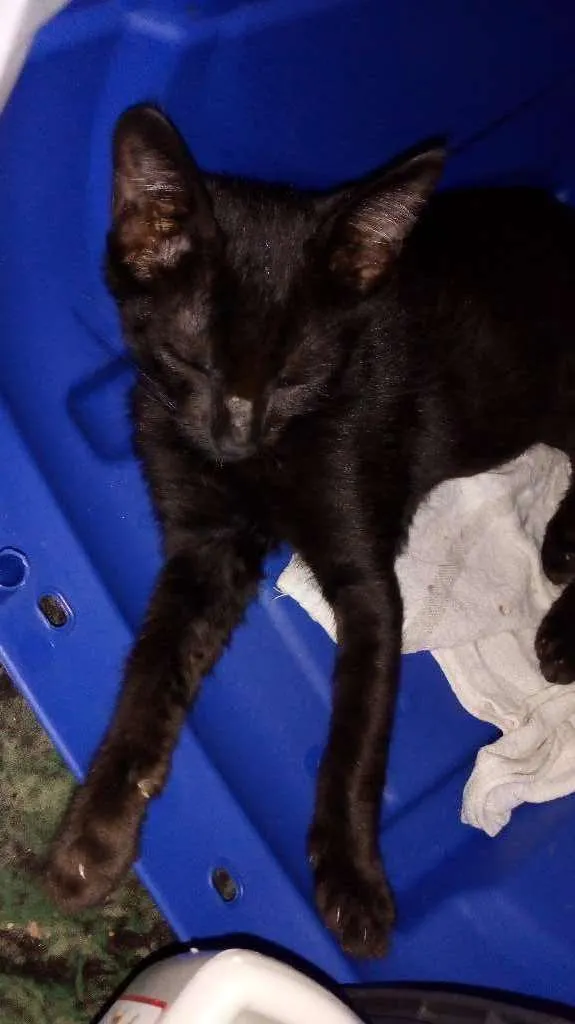 Gato ra a SRD idade 2 a 6 meses nome Não sei