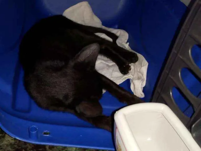 Gato ra a SRD idade 2 a 6 meses nome Não sei