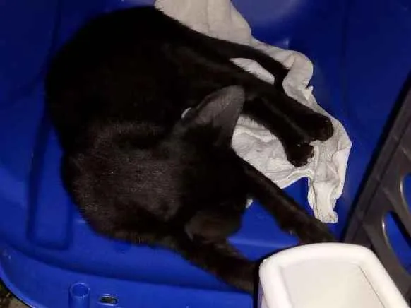 Gato ra a SRD idade 2 a 6 meses nome Não sei