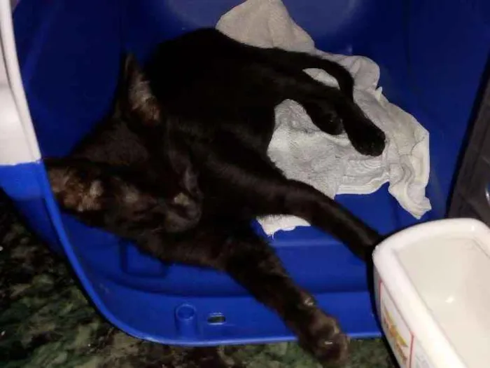 Gato ra a SRD idade 2 a 6 meses nome Não sei