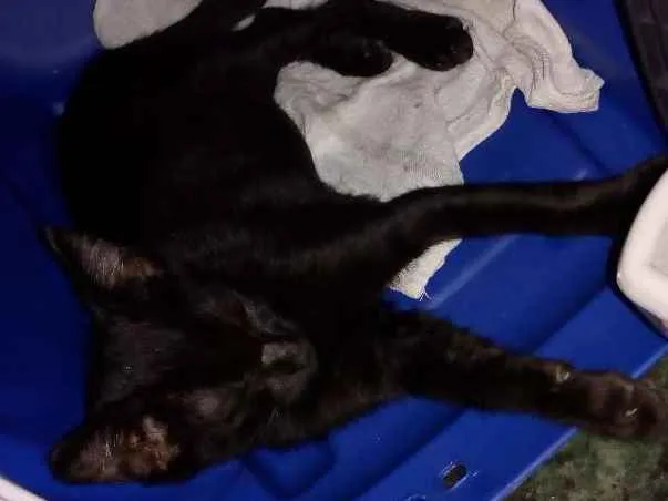 Gato ra a SRD idade 2 a 6 meses nome Não sei