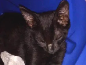 Gato raça SRD idade 2 a 6 meses nome Não sei
