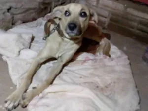 Cachorro raça Indefinida idade 1 ano nome Thor
