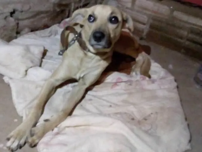 Cachorro ra a Indefinida idade 1 ano nome Thor
