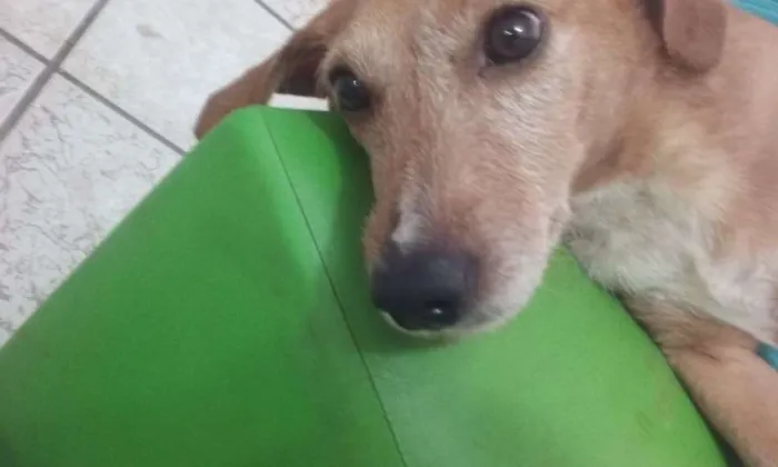 Cachorro ra a Bace idade 4 anos nome Sem nome