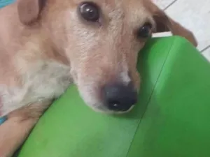 Cachorro raça Bace idade 4 anos nome Sem nome