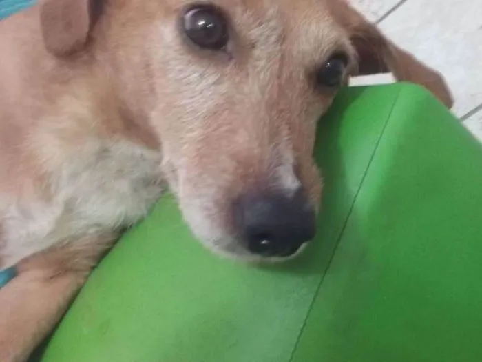 Cachorro ra a Bace idade 4 anos nome Sem nome