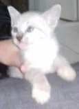 Nina, Apolo e Luna