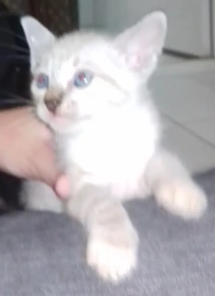 Gato ra a SRD  sem raça definida  idade Abaixo de 2 meses nome Nina, Apolo e Luna