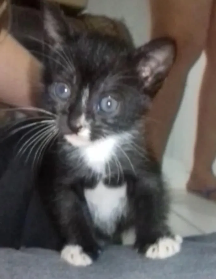 Gato ra a SRD  sem raça definida  idade Abaixo de 2 meses nome Nina, Apolo e Luna