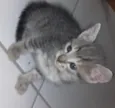 Nina, Apolo e Luna