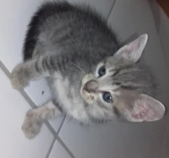 Gato ra a SRD  sem raça definida  idade Abaixo de 2 meses nome Nina, Apolo e Luna