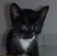 Nina, Apolo e Luna