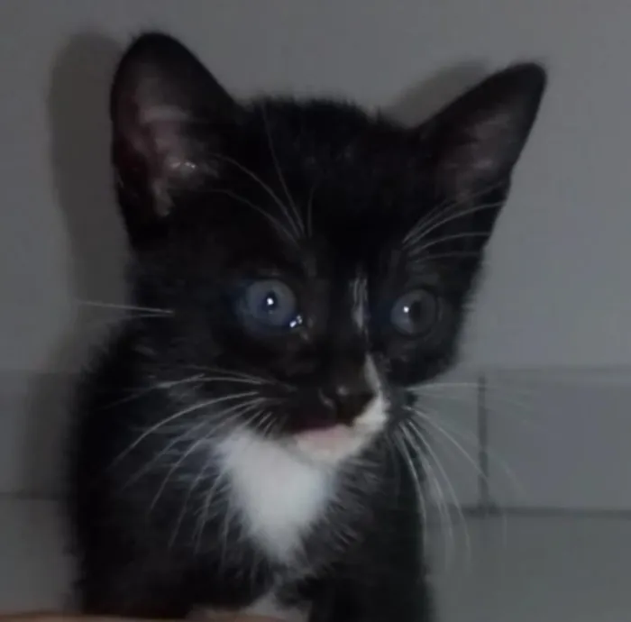 Gato ra a SRD  sem raça definida  idade Abaixo de 2 meses nome Nina, Apolo e Luna