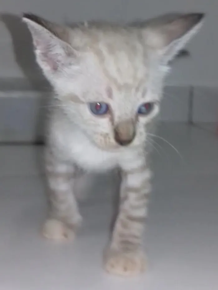 Gato ra a SRD  sem raça definida  idade Abaixo de 2 meses nome Nina, Apolo e Luna