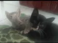 Nina, Apolo e Luna