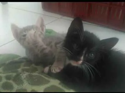 Gato ra a SRD  sem raça definida  idade Abaixo de 2 meses nome Nina, Apolo e Luna