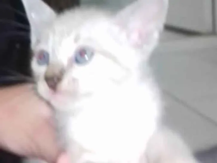 Gato ra a SRD  sem raça definida  idade Abaixo de 2 meses nome Nina, Apolo e Luna