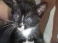 Nina, Apolo e Luna