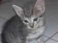 Nina, Apolo e Luna