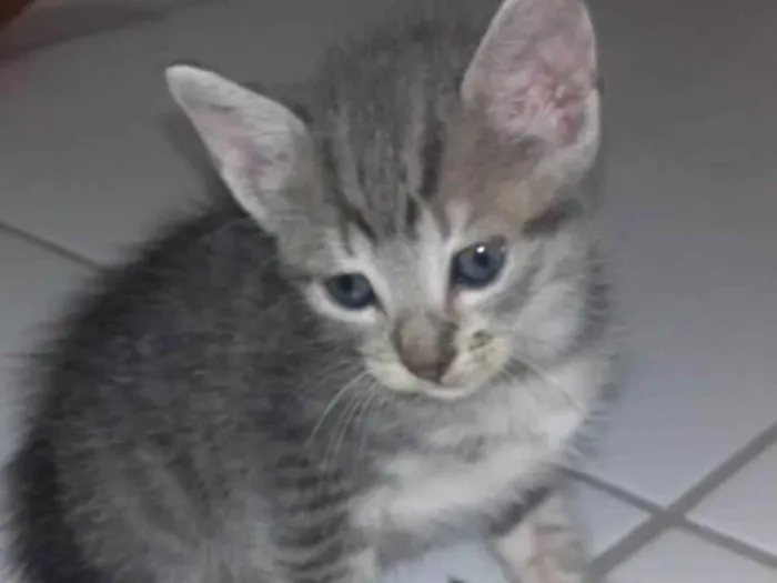 Gato ra a SRD  sem raça definida  idade Abaixo de 2 meses nome Nina, Apolo e Luna