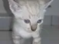 Nina, Apolo e Luna