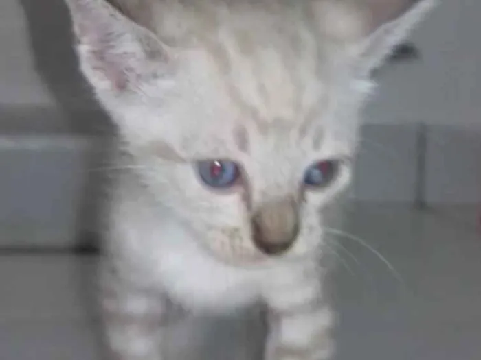 Gato ra a SRD  sem raça definida  idade Abaixo de 2 meses nome Nina, Apolo e Luna