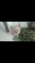 Nina, Apolo e Luna