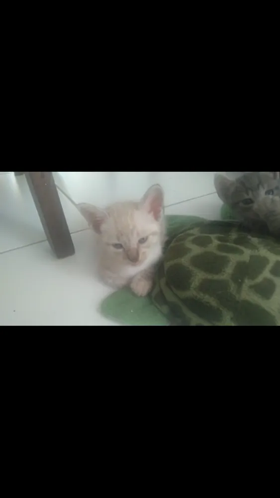 Gato ra a SRD  sem raça definida  idade Abaixo de 2 meses nome Nina, Apolo e Luna