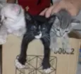 Nina, Apolo e Luna