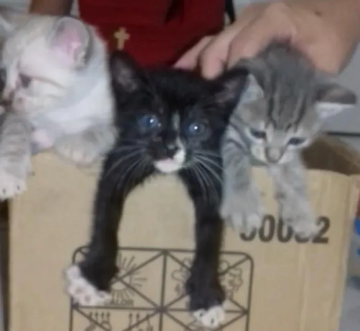 Gato ra a SRD  sem raça definida  idade Abaixo de 2 meses nome Nina, Apolo e Luna