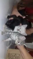 Nina, Apolo e Luna