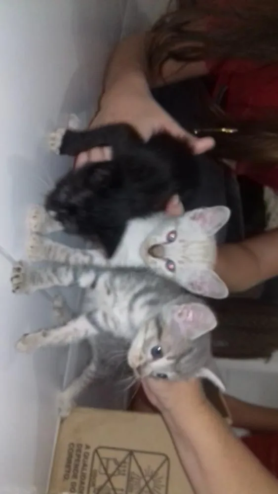 Gato ra a SRD  sem raça definida  idade Abaixo de 2 meses nome Nina, Apolo e Luna
