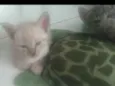 Nina, Apolo e Luna