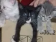 Nina, Apolo e Luna