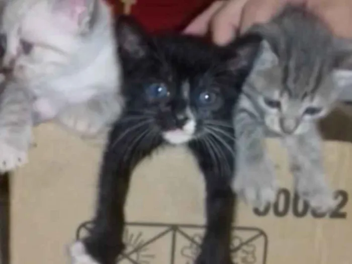 Gato ra a SRD  sem raça definida  idade Abaixo de 2 meses nome Nina, Apolo e Luna
