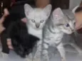 Nina, Apolo e Luna