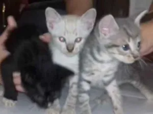 Gato raça SRD  sem raça definida  idade Abaixo de 2 meses nome Nina, Apolo e Luna