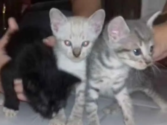 Gato ra a SRD  sem raça definida  idade Abaixo de 2 meses nome Nina, Apolo e Luna