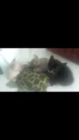 Nina, Apolo e Luna