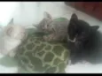 Nina, Apolo e Luna