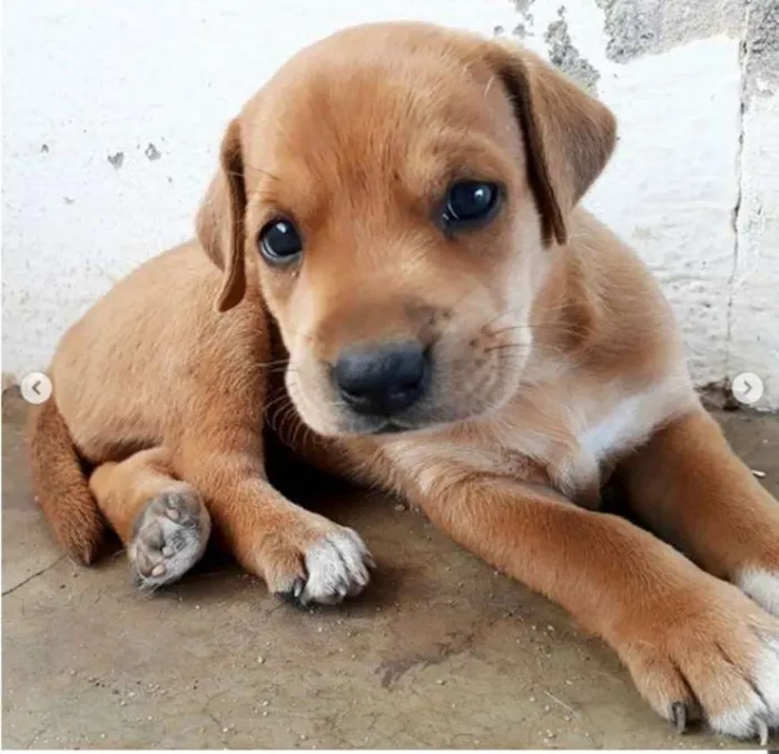 Cachorro raça Vira-Lata idade Abaixo de 2 meses nome Sem nome 