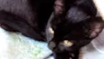 Gatinho