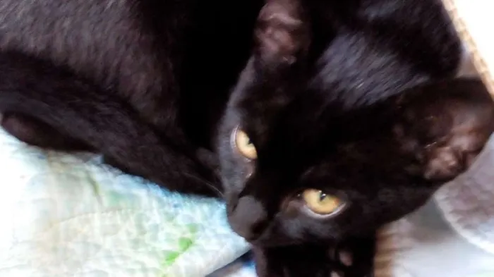 Gato ra a SRD idade 2 a 6 meses nome Gatinho