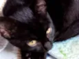 Gatinho
