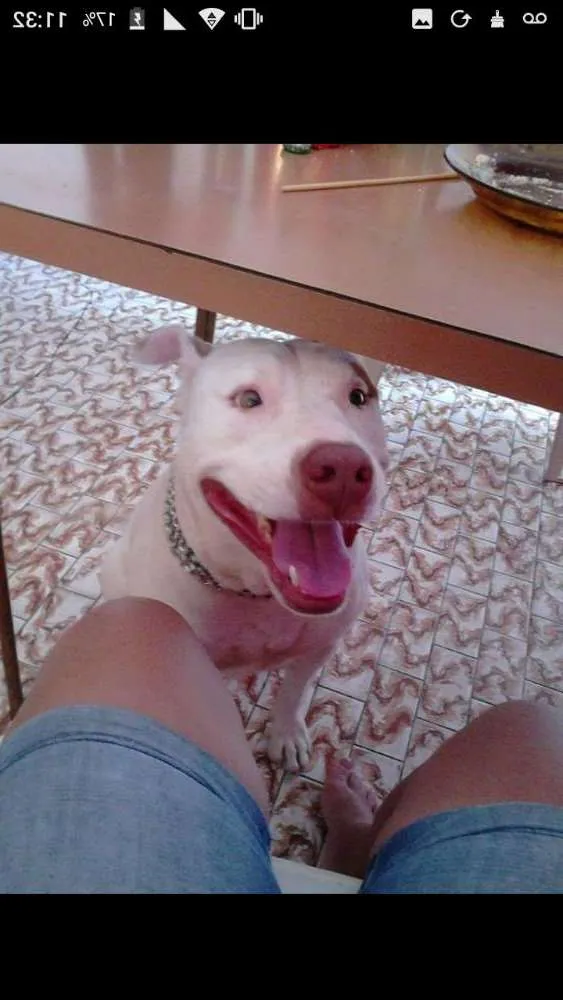 Cachorro ra a Pitbull idade 3 anos nome Roice