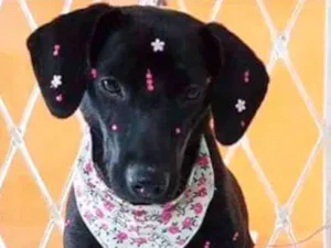 Cachorro raça Srd idade 7 a 11 meses nome Lola
