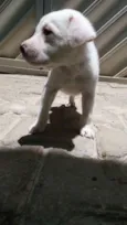Diego